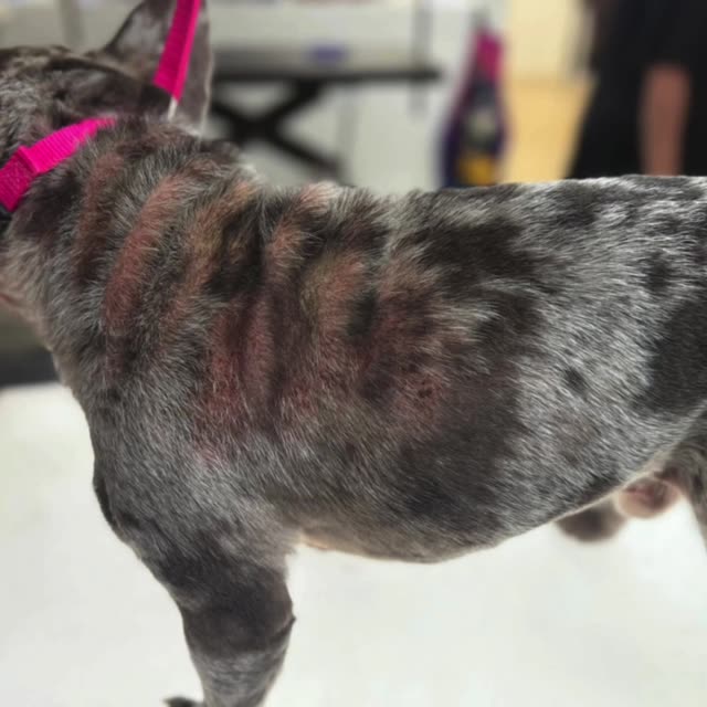 Madra Mór mud helping a dog’s coat grow back